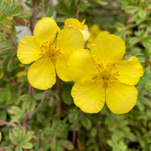 Potentilla Elizabeth Yellow Flowers | ScotPlants Direct